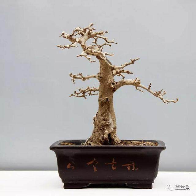 对节白蜡盆景的取材与造型