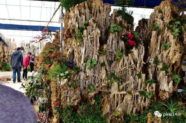 山东枣庄 奇石盆景成聚宝盆 年销售总额达4800万元