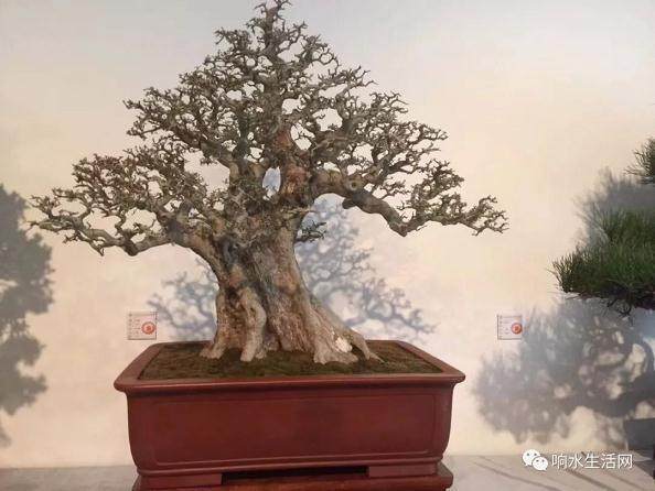 2018首届江苏盆景精品展