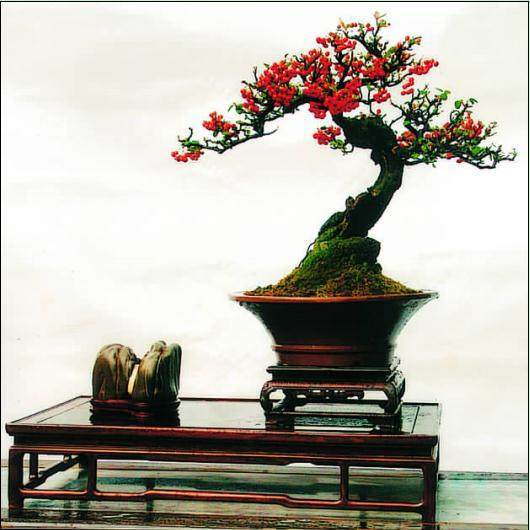 中国盆景艺术家协会常务理事 -- 高祥