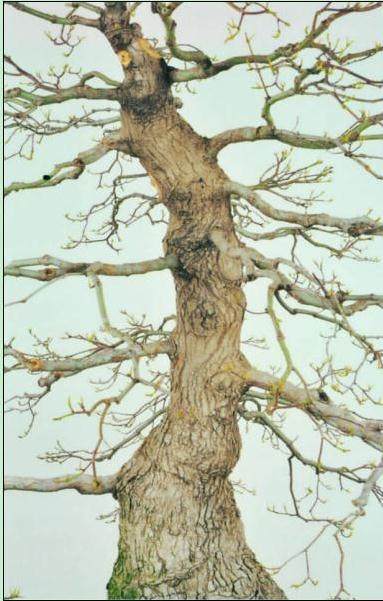 图解 盆景树桩怎么截短的7个方法