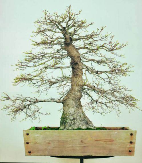 图解 盆景树桩怎么截短的7个方法