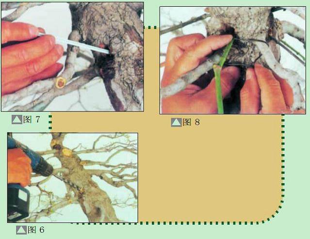 图解 盆景树桩怎么截短的7个方法