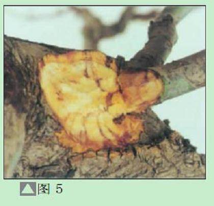 图解 盆景树桩怎么截短的7个方法