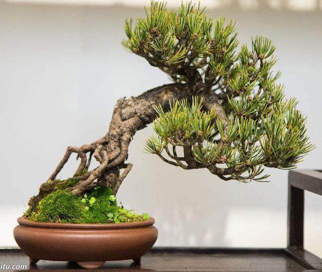 自《花木盆景&mdash;&mdash;&mdash;盆景赏石版》2007年初改版以来