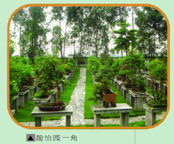 走进中国盆景大观园 浓郁的盆景文化气息