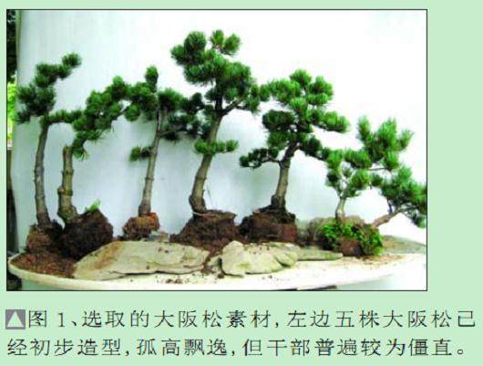 看本人尝试制作的一盆水旱盆景