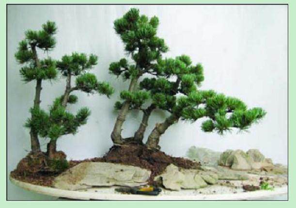 看本人尝试制作的一盆水旱盆景