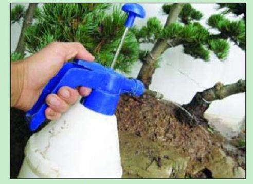 看本人尝试制作的一盆水旱盆景