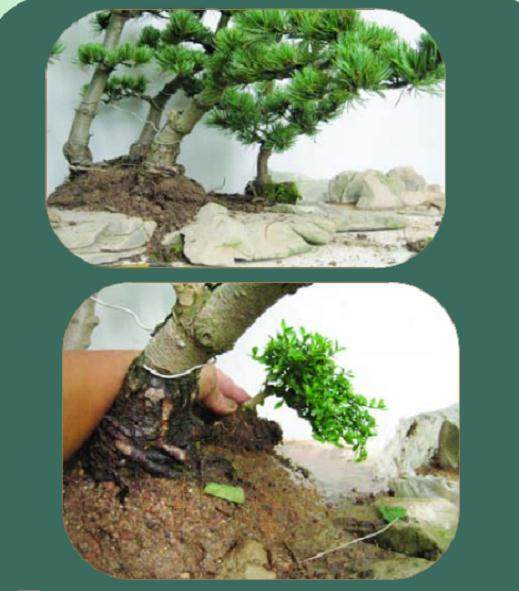 看本人尝试制作的一盆水旱盆景