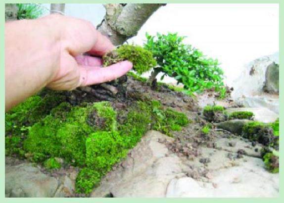 看本人尝试制作的一盆水旱盆景