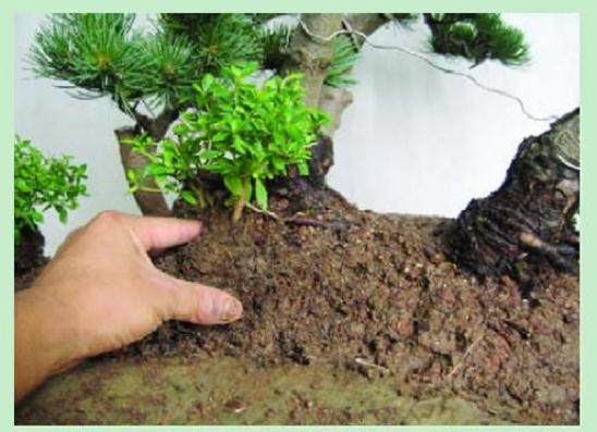 看本人尝试制作的一盆水旱盆景