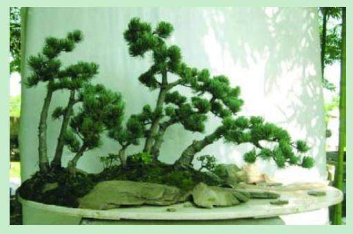 看本人尝试制作的一盆水旱盆景