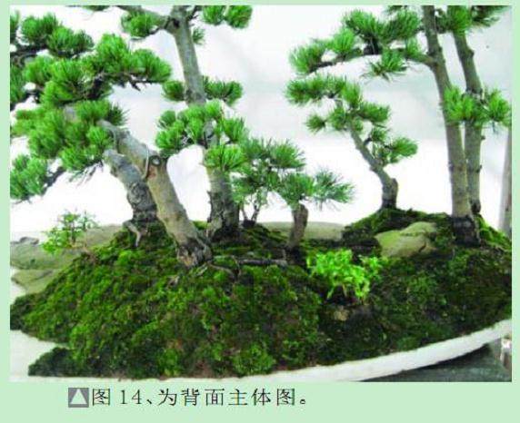 看本人尝试制作的一盆水旱盆景