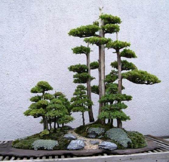 对中国盆景的发展方向做一个评估