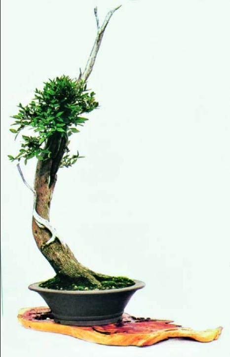 文人树是盆景是要透过形式来表达、反映文人的思想境界