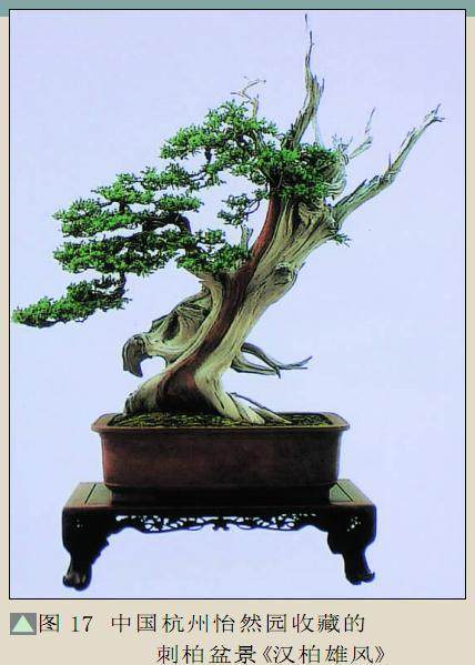 世界盆景界求同存异传承中国盆景类型