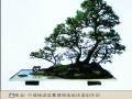 中国盆景与国际盆景区别