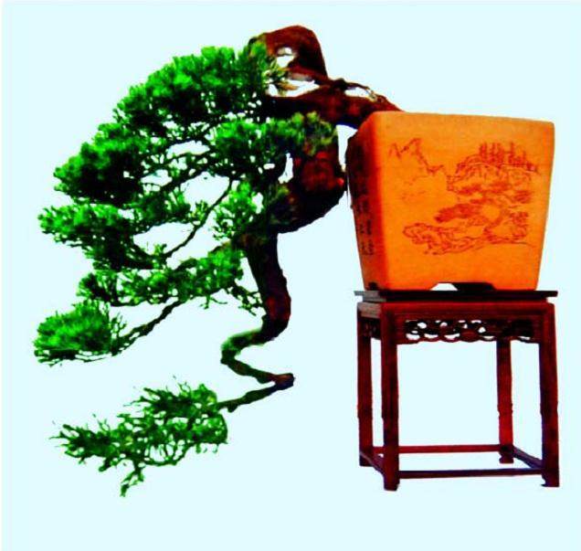 合肥盆景协会理事 -- 朱祥勇