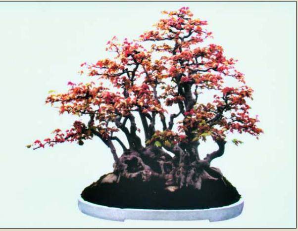 中国盆景艺术家协会副会长 -- 章征武