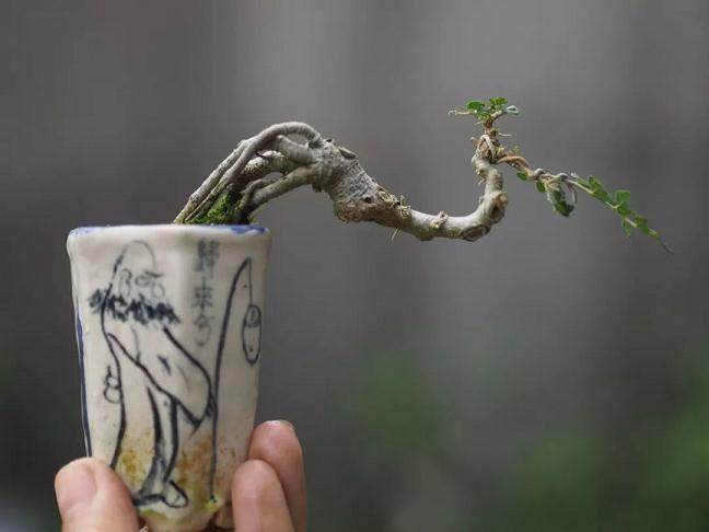 盆景树拿弯 不同的枝干不同的策略