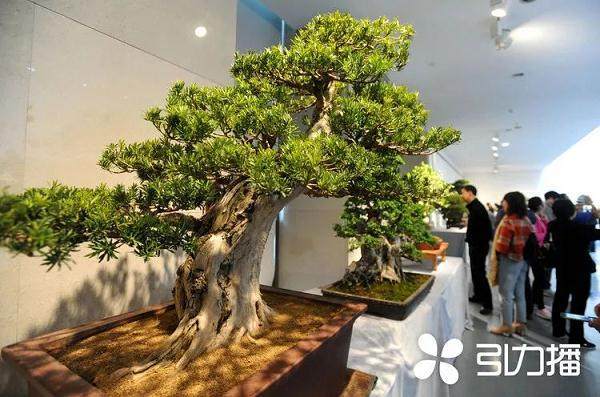 2018年首届中日韩盆景文化交流活动