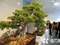 2018年首届中日韩盆景文化交流活动