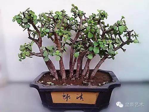 提到川派盆景 就不得不提到胡世勋先生