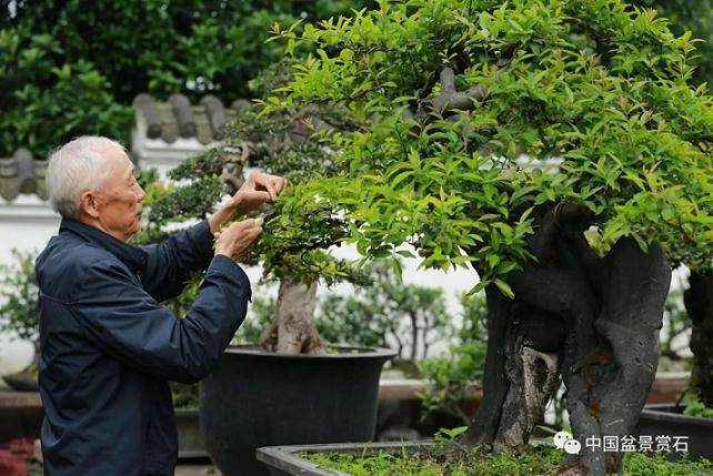 提到川派盆景 就不得不提到胡世勋先生