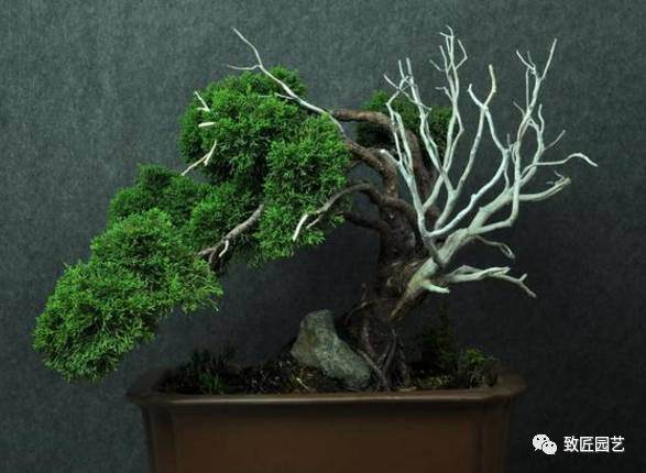 黑白配 阴阳相生的真柏盆景！