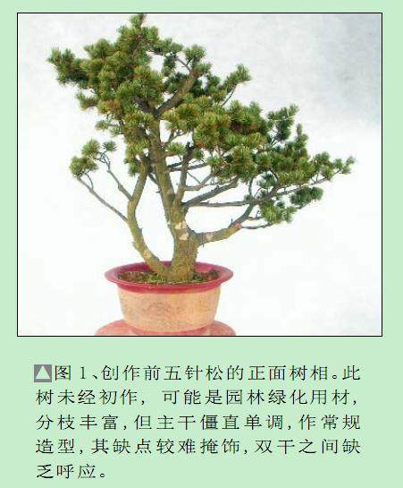 图解 五针松盆景怎么制作过程