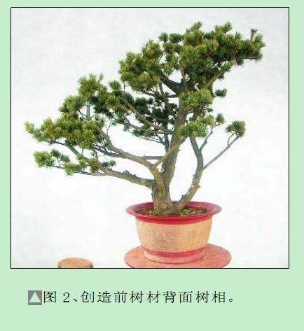 图解 五针松盆景怎么制作过程