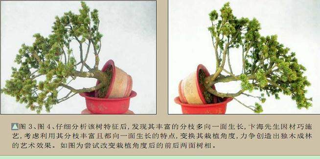 图解 五针松盆景怎么制作过程