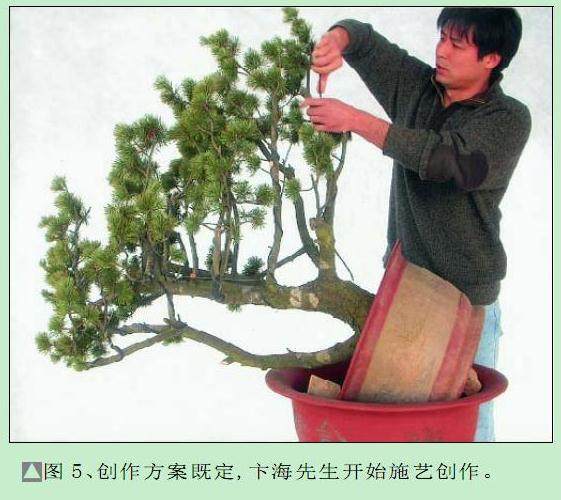 图解 五针松盆景怎么制作过程