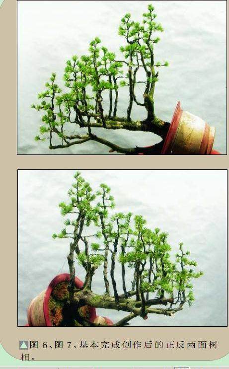 图解 五针松盆景怎么制作过程