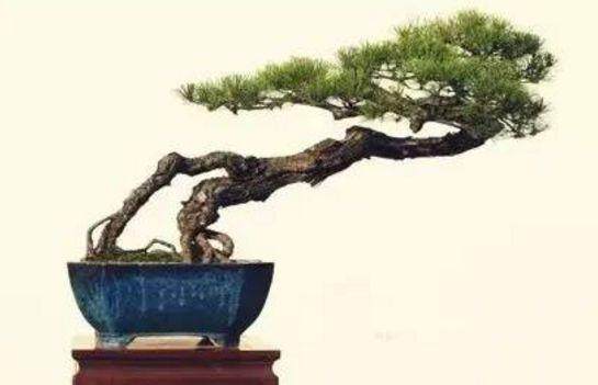 徽派盆景源远流长, 有着辉煌的历史