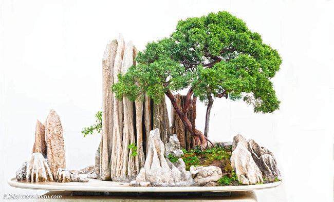 河南郑州举办第十三届老年盆景展