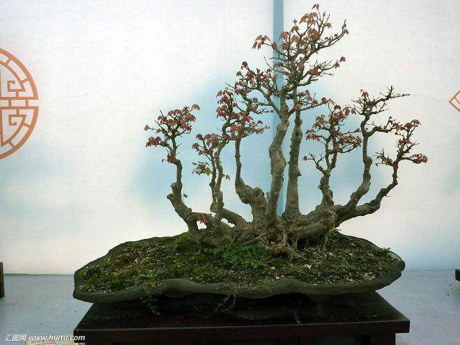 安徽淮南市举办第十四届豆腐文化节盆景展