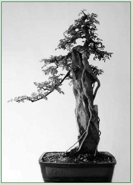 2006年10月天门市第十届盆景展