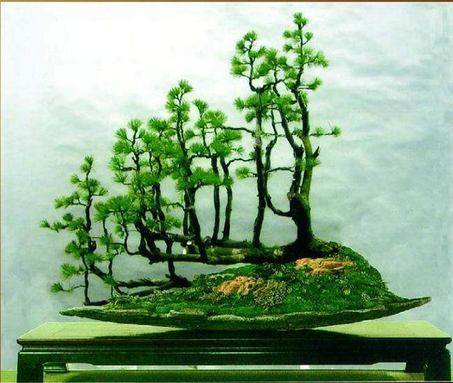 2008年5月召开的首届中国唐风盆景展