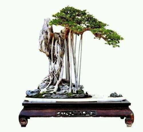 侍养盆景是爷爷和奶奶早年的共同爱好