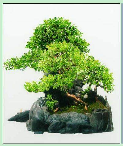 图解 树石盆景《别有洞天》的制作 11幅