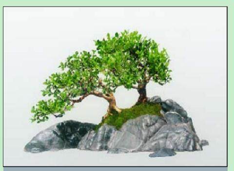 图解 树石盆景《别有洞天》的制作 11幅