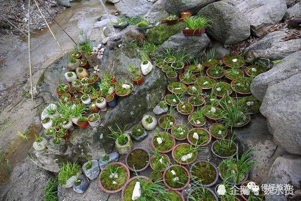 小盆景赚大钱 一盆菖蒲野草能卖50元