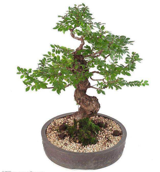 这是盆景之所以被文化精英们诟病的主要原因