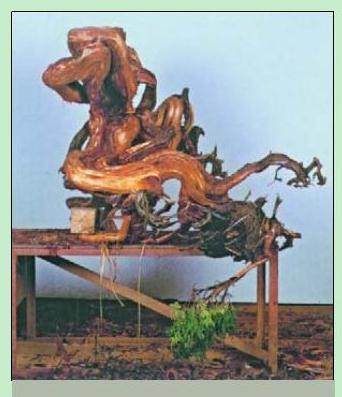 日本盆景大师木村正彦演示盆景的制作过程