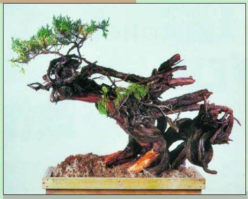 日本盆景大师木村正彦演示盆景的制作过程