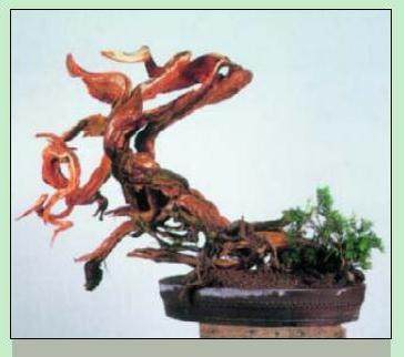 日本盆景大师木村正彦演示盆景的制作过程