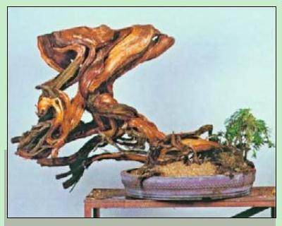 日本盆景大师木村正彦演示盆景的制作过程