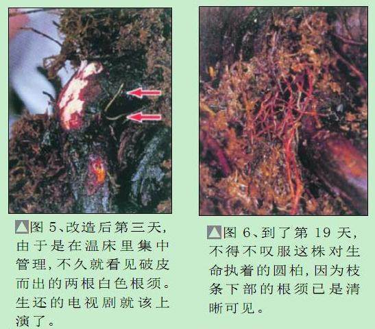 日本盆景大师木村正彦演示盆景的制作过程